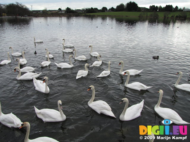 SX02801 Swans at Swan lake - Mute Swans [Cygnus Olor]